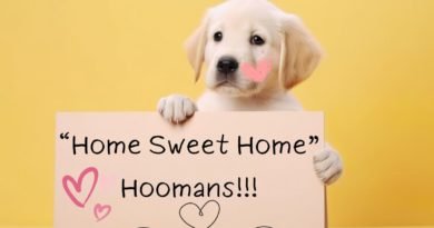 5 Pet-Friendly Simple Policies Landlords Need to Secure Tenants